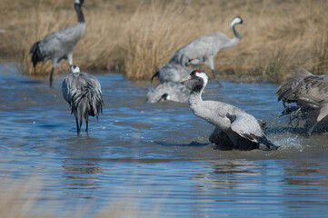 Common cranes Grus grus bathing in a lagoon. Gallocanta Lagoon Natural Reserve. Aragon. Spain.