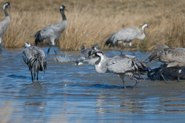 Common cranes Grus grus bathing in a lagoon.