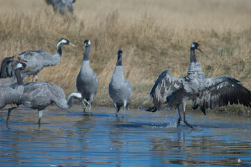 Common cranes Grus grus bathing in a lagoon.