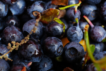 Bilberry background texture nature. Top view blue