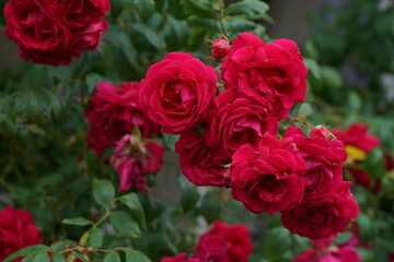 Valentins Tag Rote Rosen 