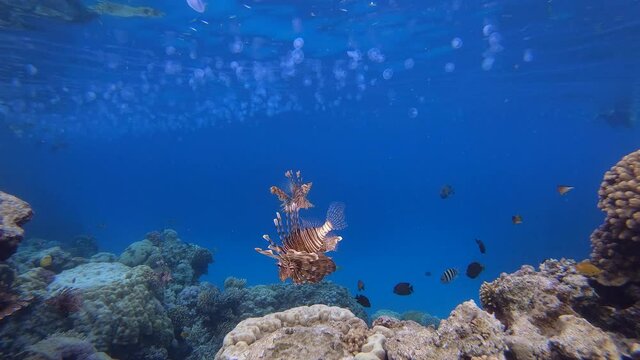 Underwater Seascape Lionfish and Snorkler. Underwater lionfish (Pterois miles). Tropical reef marine underwater seascape. Underwater reef coral scene. Colourful coral reefs. Marine life fish garden. 