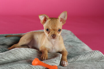 Cute Chihuahua puppy with toy on blanket. Baby animal