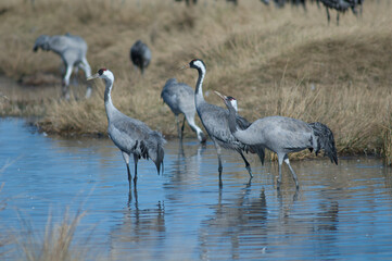 Obraz na płótnie Canvas Common cranes Grus grus in a lagoon. Gallocanta Lagoon Natural Reserve. Aragon. Spain.