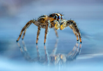 Close up  beautiful jumping spider  