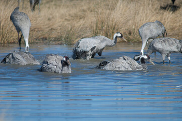 Common cranes Grus grus bathing in a lagoon. Gallocanta Lagoon Natural Reserve. Aragon. Spain.