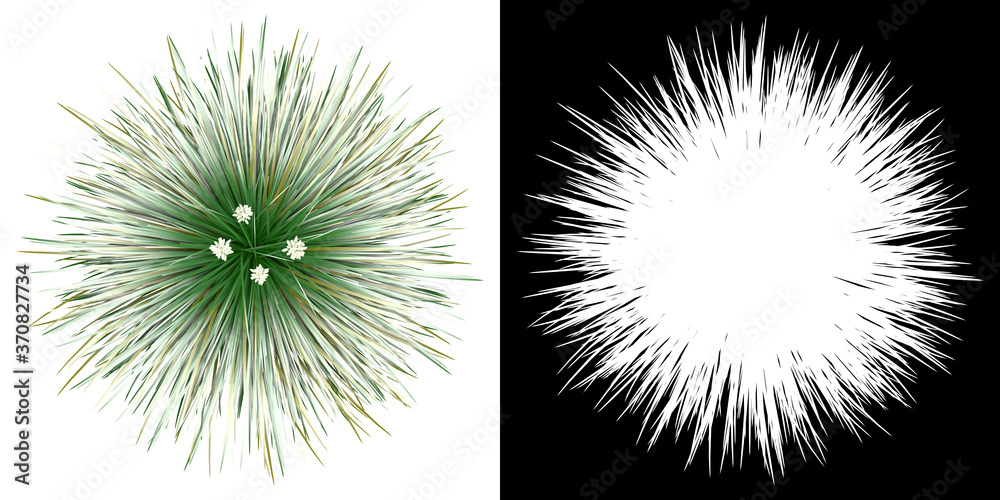 Canvas Prints top view of tree (festuca idahoensis) png with alpha channel to cutout 3d rendering. for forest and 