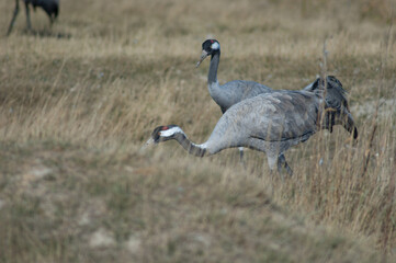 Common cranes Grus grus. Gallocanta Lagoon Natural Reserve. Aragon. Spain.