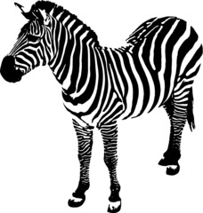 Obraz na płótnie Canvas zebra vector illustration