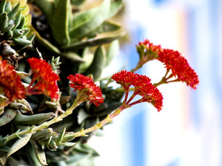 red succulent flowers on pot