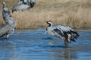 Common cranes Grus grus bathing in a lagoon. Gallocanta Lagoon Natural Reserve. Aragon. Spain.