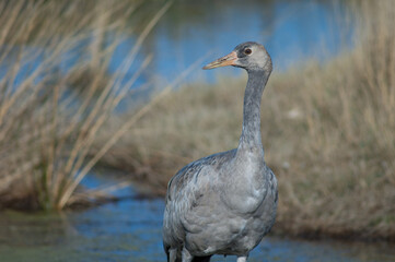 Juvenile common crane Grus grus. Gallocanta Lagoon Natural Reserve. Aragon. Spain.