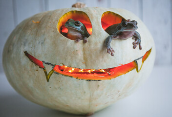 Amazing australian green frogs with Halloween pumpkin