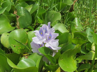 Blue flowers in the canyon of the Red river, Vietnam.