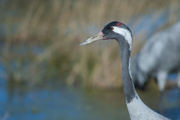 Common crane Grus grus. Gallocanta Lagoon Natural Reserve. Aragon. Spain.