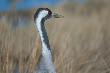 Common crane Grus grus. Gallocanta Lagoon Natural Reserve. Aragon. Spain.