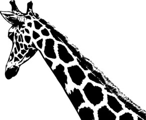 giraffe vector illustration