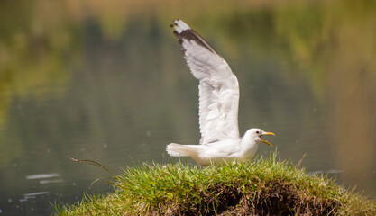 ptaki mewa pospolita © Robert Borek