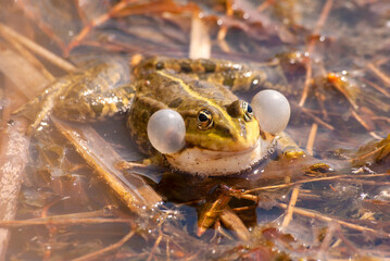 zwierzęta żabi koncert © Robert Borek