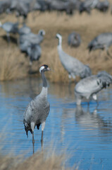 Obraz premium Common crane Grus grus in a lagoon. Gallocanta Lagoon Natural Reserve. Aragon. Spain.