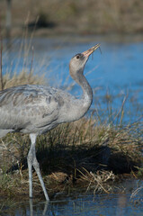 Common crane Grus grus. Juvenile drinking water. Gallocanta Lagoon Natural Reserve. Aragon. Spain.