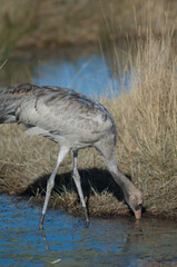 Juvenile common crane Grus grus. Gallocanta Lagoon Natural Reserve. Aragon. Spain.