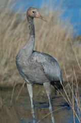 Juvenile common crane Grus grus. Gallocanta Lagoon Natural Reserve. Aragon. Spain.