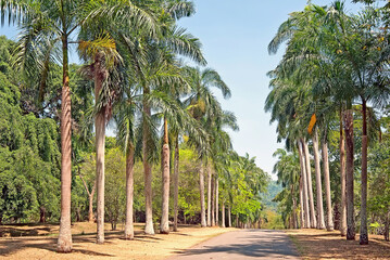 The view to the palm alley in Peradeniya Royal Botanical park in Kandy, Sri Lanka