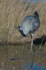 Common crane Grus grus drinking water in a lagoon. Gallocanta Lagoon Natural Reserve. Aragon. Spain.