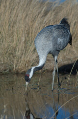 Common crane Grus grus in a lagoon. Gallocanta Lagoon Natural Reserve. Aragon. Spain.