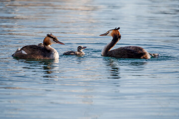 Family of great crested grebe with juvenile k swimming in lake Geneva, Switzerland. Cute Podiceps cristatus