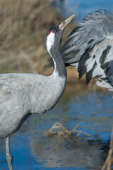 Common crane Grus grus drinking water in a lagoon. Gallocanta Lagoon Natural Reserve. Aragon. Spain.