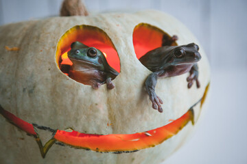 Amazing australian green frogs with Halloween pumpkin