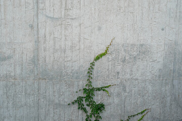 A vine growing up a concrete structure.