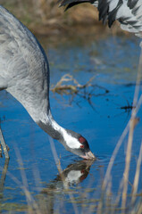 Common crane Grus grus drinking water in a lagoon. Gallocanta Lagoon Natural Reserve. Aragon. Spain.