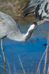 Common crane drinking water in a lagoon.