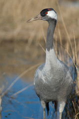 Common crane Grus grus. Gallocanta Lagoon Natural Reserve. Aragon. Spain.