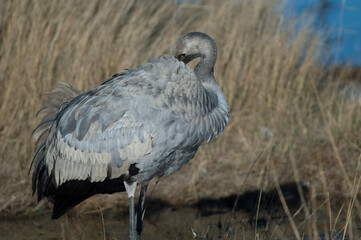 Common crane Grus grus. Juvenile preening. Gallocanta Lagoon Natural Reserve. Aragon. Spain.