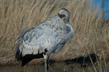 Common crane Grus grus. Juvenile preening. Gallocanta Lagoon Natural Reserve. Aragon. Spain.