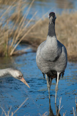 Common cranes Grus grus. Juvenile to the left and adult to the right. Gallocanta Lagoon Natural Reserve. Aragon. Spain.