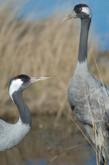 Common cranes Grus grus. Gallocanta Lagoon Natural Reserve. Aragon. Spain.