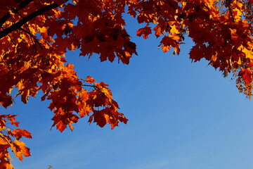 autumn oak leaves against a blue sky