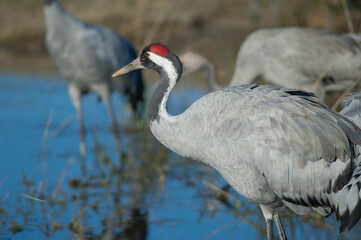 Common crane Grus grus. Gallocanta Lagoon Natural Reserve. Aragon. Spain.