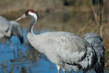 Naklejka premium Common crane Grus grus. Gallocanta Lagoon Natural Reserve. Aragon. Spain.