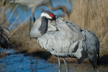 Common crane Grus grus preening. Gallocanta Lagoon Natural Reserve. Aragon. Spain.