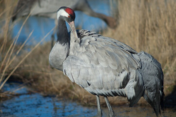 Common crane Grus grus preening. Gallocanta Lagoon Natural Reserve. Aragon. Spain.