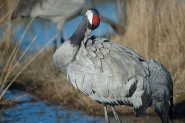 Fototapeta premium Common crane Grus grus preening. Gallocanta Lagoon Natural Reserve. Aragon. Spain.