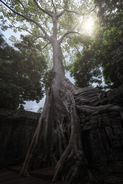 From below of old stone Buddhist temple covered with roots of large trees in Cambodia