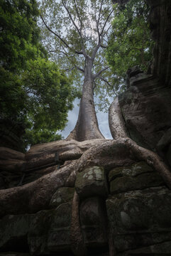 From below of old stone Buddhist temple covered with roots of large trees in Cambodia