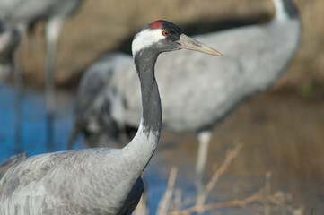 Common crane Grus grus. Gallocanta Lagoon Natural Reserve. Aragon. Spain.